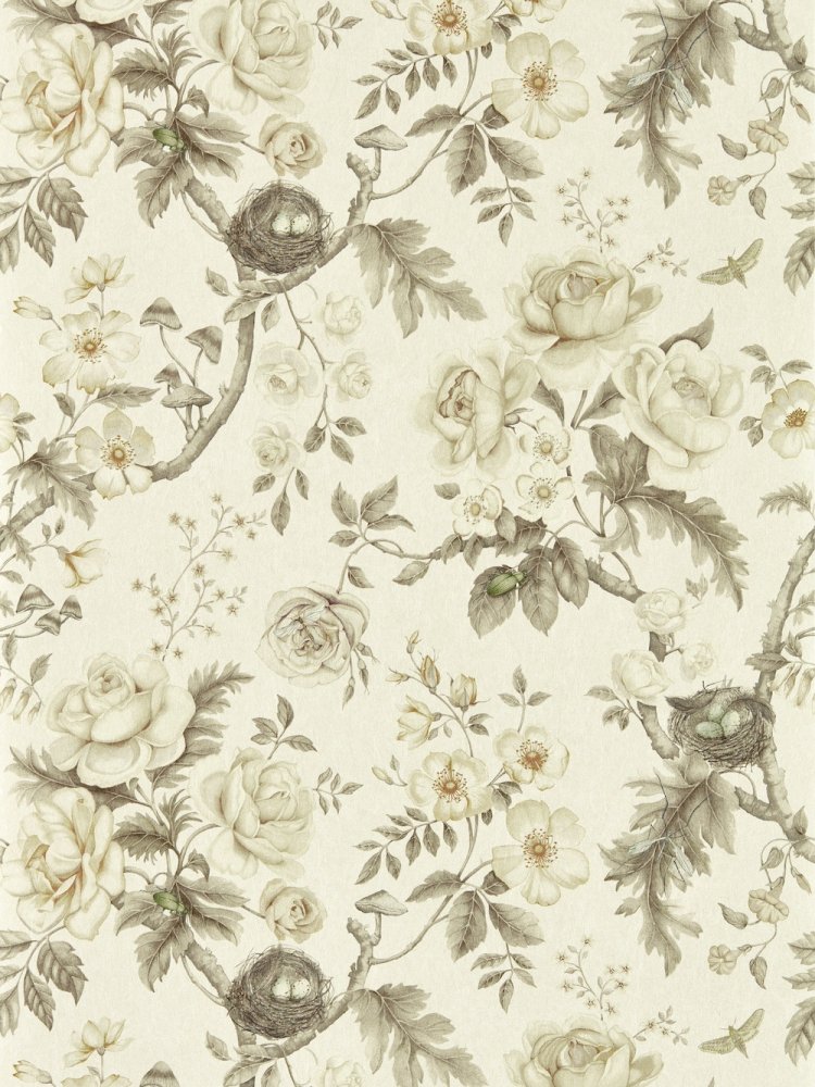 Sanderson Tansy Bloom Oyster Wallpaper